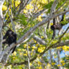 Mantled howler monkeys (Alouatta palliata).
