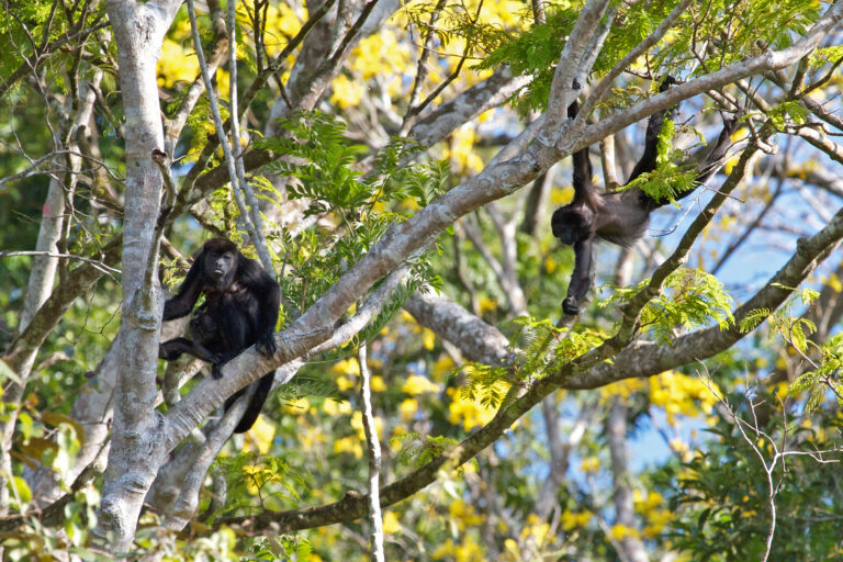 Mantled howler monkeys (Alouatta palliata).