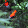 Andean cock of the rock bird in Manu. Photo by Rhett A. Butler.