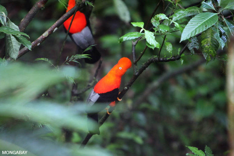Andean cock of the rock bird in Manu. Photo by Rhett A. Butler.