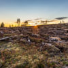 Logging operation in Sweden. Image courtesy of Marcus Westberg.