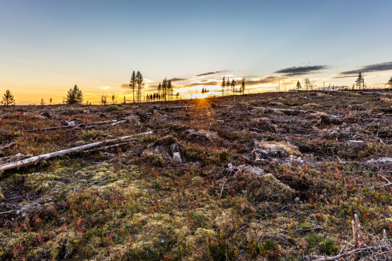 Logging operation in Sweden. Image courtesy of Marcus Westberg.