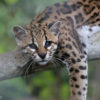 The Terra do Meio Ecological Station, near the Triunfo do Xingu Environmental Protected Area, is home to margays (Leopardus wiedii), small wild cats native to South and Central America. Image by Rhett A. Butler/Mongabay.