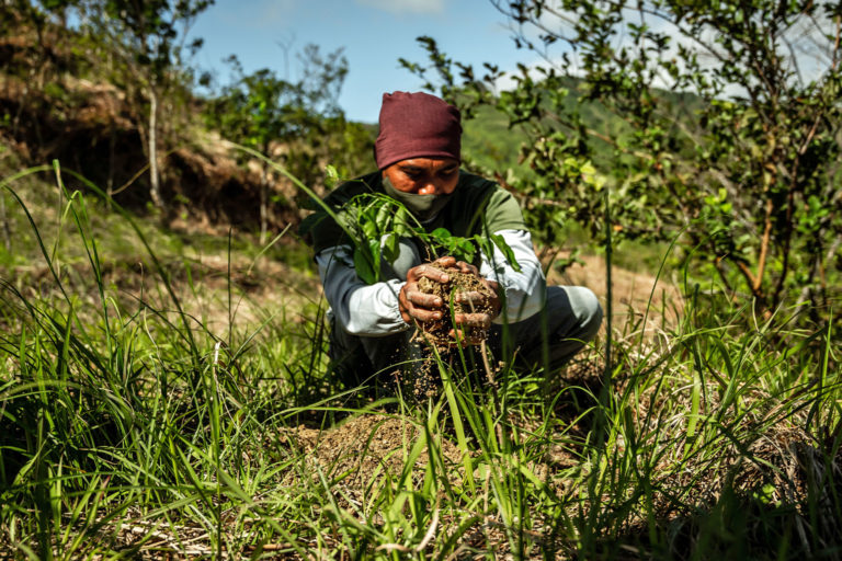 A ranger planting a tree.