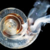 A sea butterfly (Limacina helicina) whose shell has been weakened by ocean acidification. (NOAA Photo Library, CC-BY-2.0)