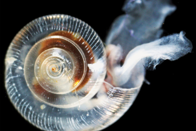 A sea butterfly (Limacina helicina) whose shell has been weakened by ocean acidification. (NOAA Photo Library, CC-BY-2.0)