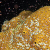 Coral spawning.