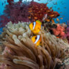A coral reef in Sharm el Sheikh