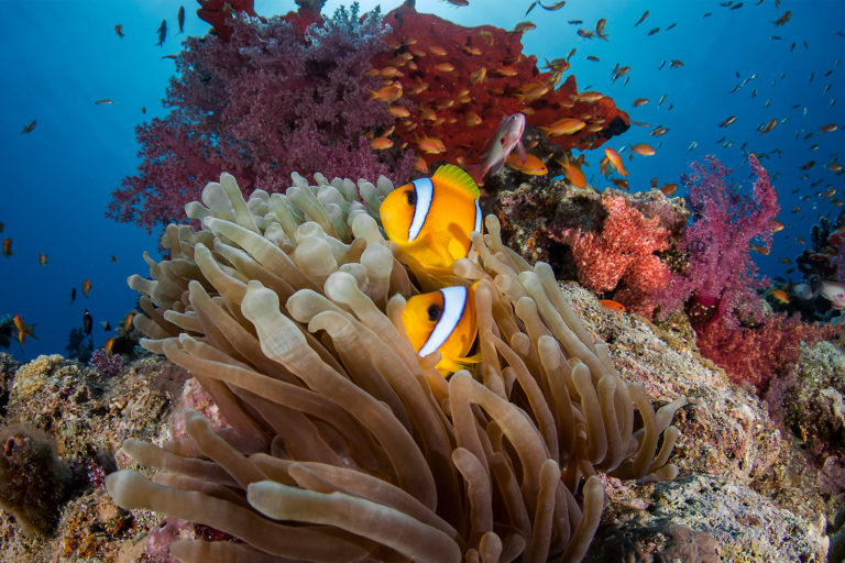 A coral reef in Sharm el Sheikh