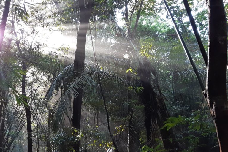 Keo Seima forest. Image by user Pygathrix nigripes via Wikimedia Commons (CC BY-SA 4.0).