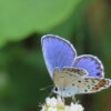 A miyamashijimi rests on a buckwheat flower. Image courtesy of Todai University.