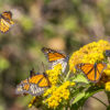 Monarch butterflies