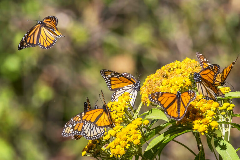 Monarch butterflies