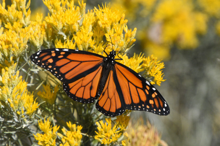 A monarch butterfly (Danaus plexippus).