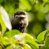 A blue monkey in Virunga National Park, DRC.