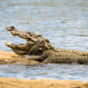 A mugger crocodile in India.