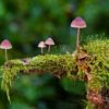 Mushrooms