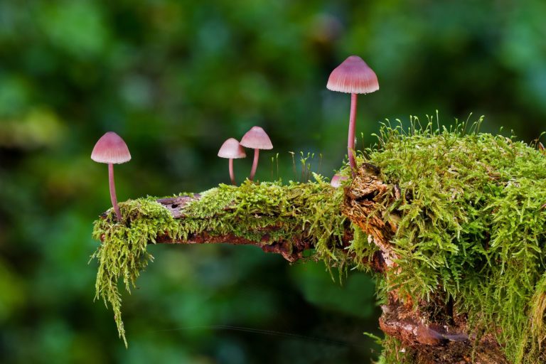 Mushrooms