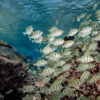 small reef fish