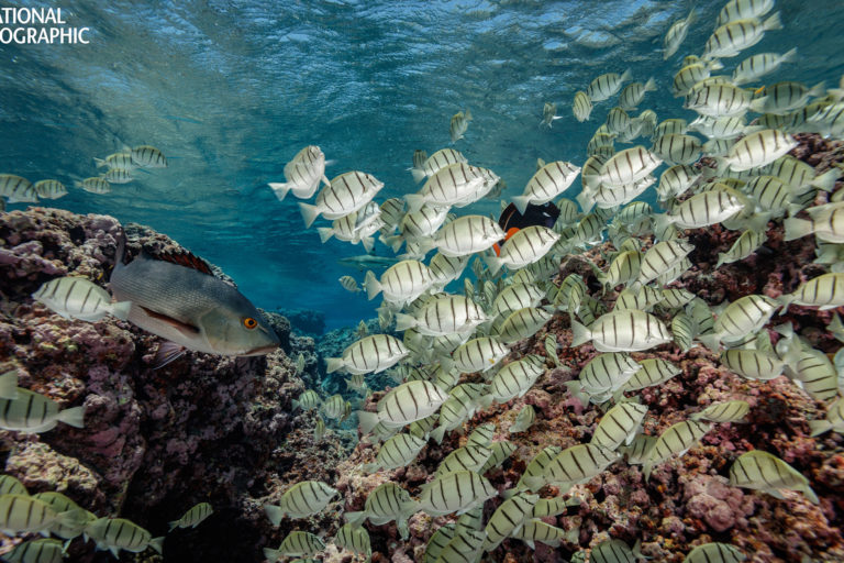 small reef fish