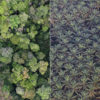 Natural forest (left) versus an oil palm plantation (right) in Indonesia. Photo credits: Rhett A. Butler