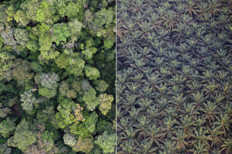 Natural forest (left) versus an oil palm plantation (right) in Indonesia. Photo credits: Rhett A. Butler