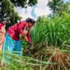 Women harvest lemongrass in the Chisapani Community Forest, Nepal.