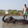 A mahout gives his elephant a bath in Chitwan.