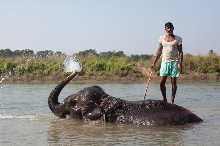 A mahout gives his elephant a bath in Chitwan.