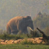 A tusker in the wild.