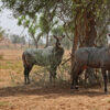 A pair of nilgai in Nepal.