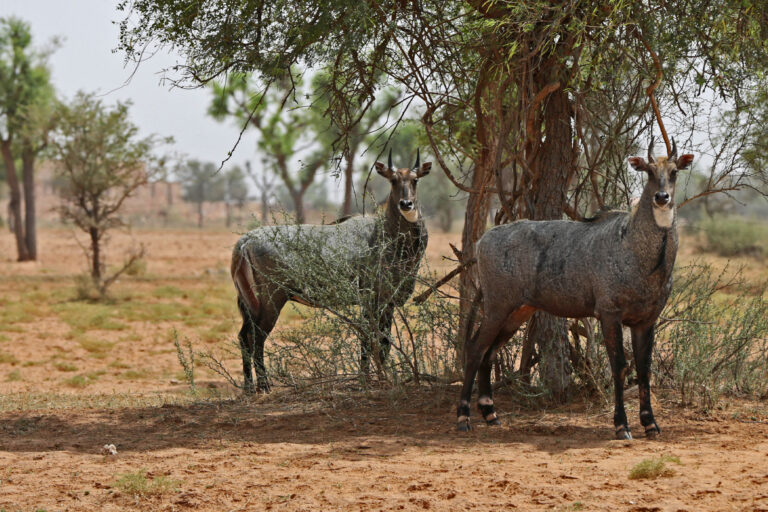 A pair of nilgai in Nepal.