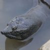 black softshell turtle