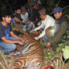 tiger problem nepal