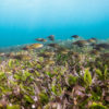 Seagrass in Tanzania.