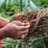 Separating the oil palm fruit.