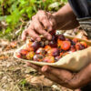 Oil palm fruit collection in a plantation.