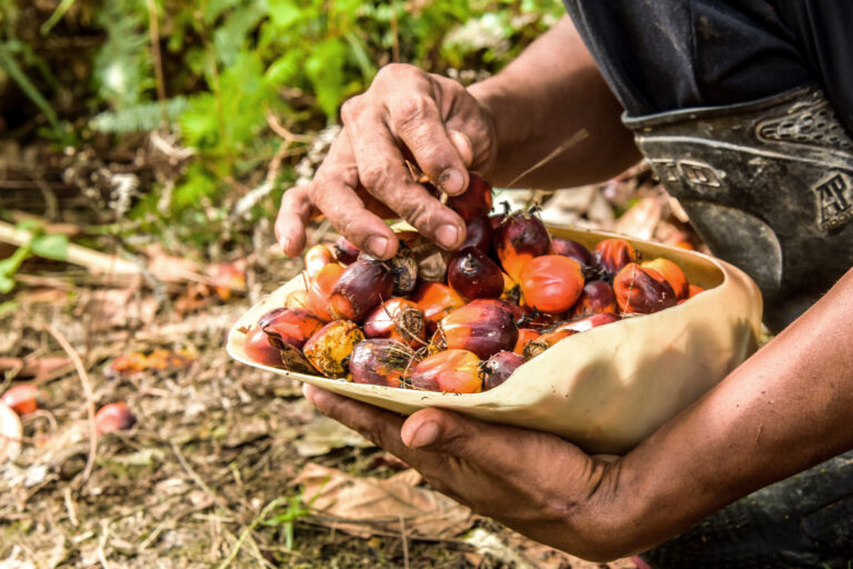 Oil palm fruit collection in a plantation.
