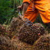 Oil palm harvest in Pará, Brazil.