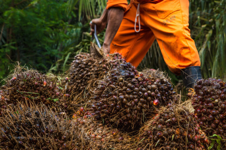 Oil palm harvest in Pará, Brazil.