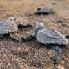 Olive ridley sea turtle hatchlings on their way to the sea.