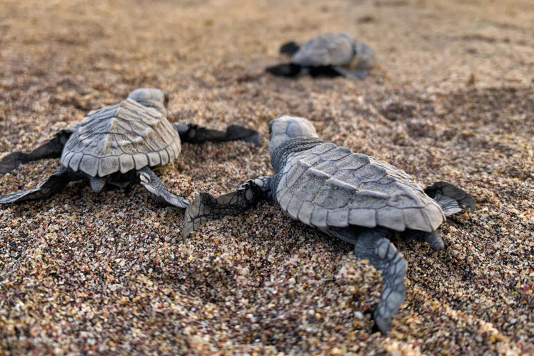 Olive ridley sea turtle hatchlings on their way to the sea.