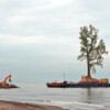 One of the trees uprooted in Kenya arriving at its new home in Shekvetili, Georgia.