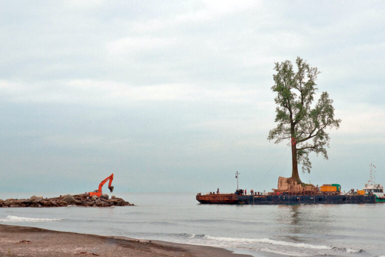 One of the trees uprooted in Kenya arriving at its new home in Shekvetili, Georgia.