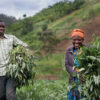 Farmers with their crop.