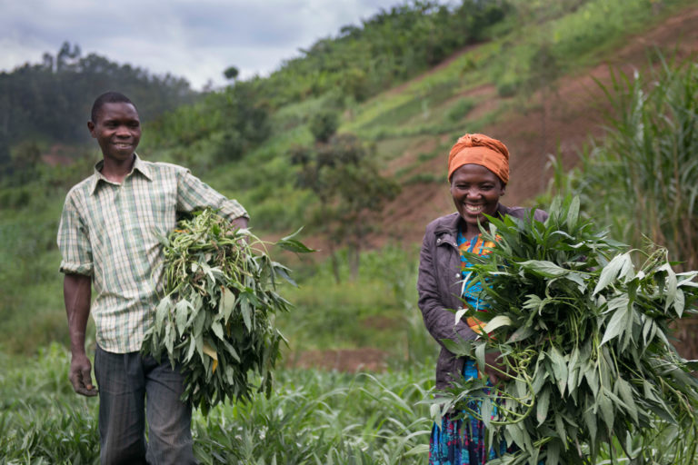 Farmers with their crop.