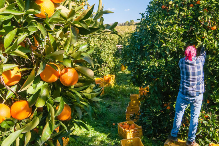 Harvesting oranges near Sicily, Italy.