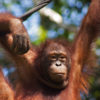 An orangutan.