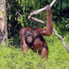 A Bornean orangutan in Indonesia