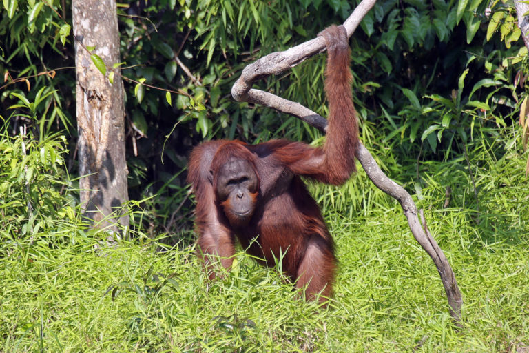 A Bornean orangutan in Indonesia